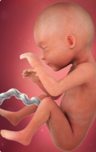 track baby growth